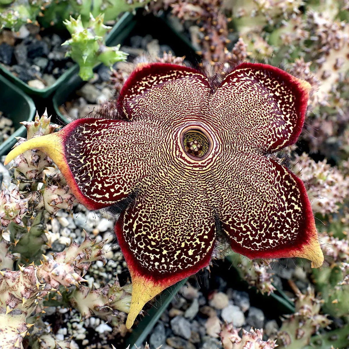 Edithcolea Flower Seeds for Planting - NON GMO Seeds Dhara Seeds