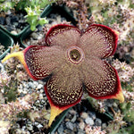 Edithcolea Flower Seeds for Planting - NON GMO Seeds Dhara Seeds