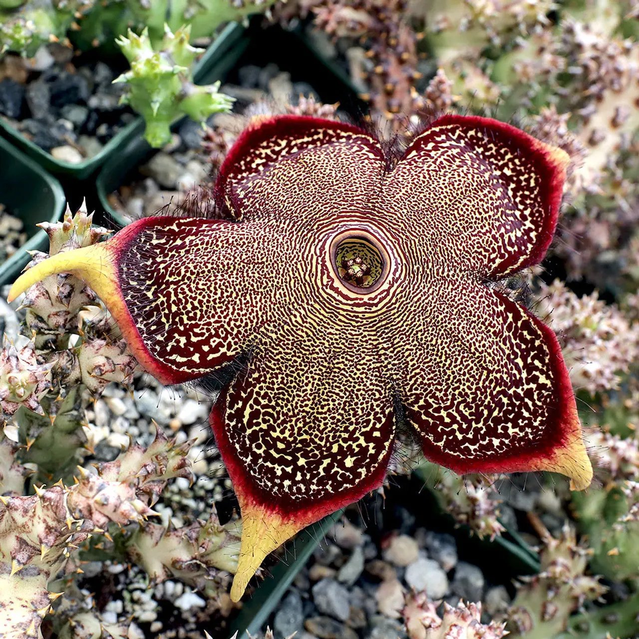 Edithcolea Flower Seeds for Planting - NON GMO Seeds seeds for planting in home garden
