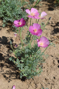fresh cut California poppy flowers for floral arrangements

