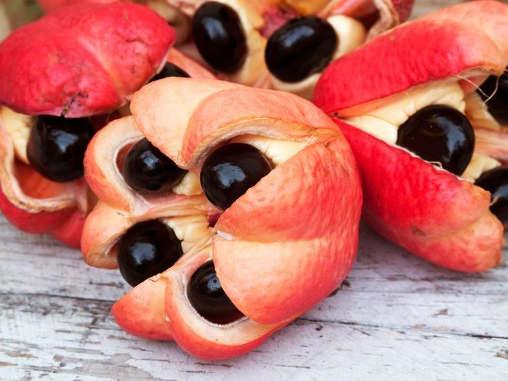 Ackee (Blighia sapida) Seeds