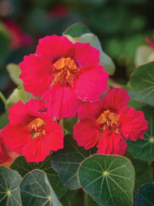 Nasturtium Baby Rose Seeds