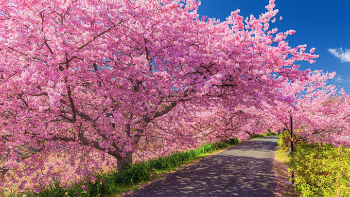 Kirschbaum Flower Seeds for Planting, Unique Variety, 100 pcs
