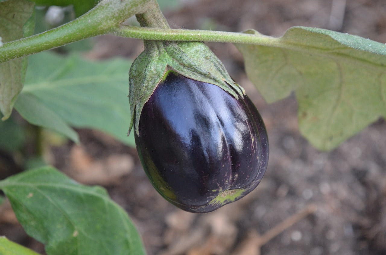 Eggplant Seeds - Black Egg