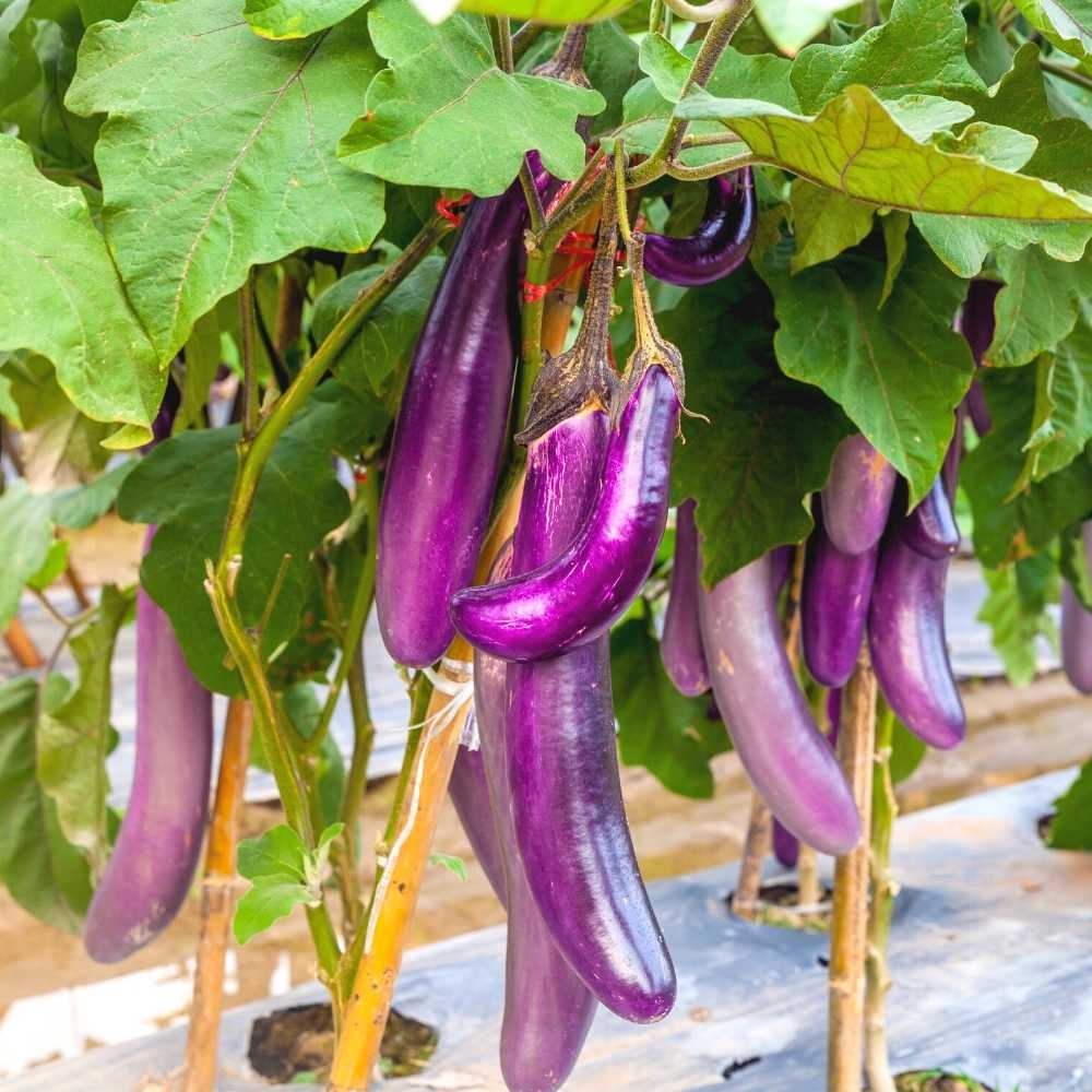 Purple Kalettes Vegetable Seeds for Planting heirloom & Non-GMO Seeds