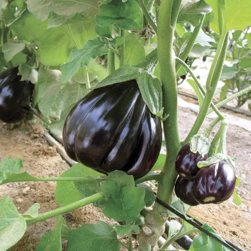 Black Beauty eggplant seeds organic heirloom for home gardening