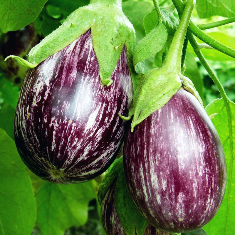 Eggplant Gourmet Vegetable Seeds for Planting
