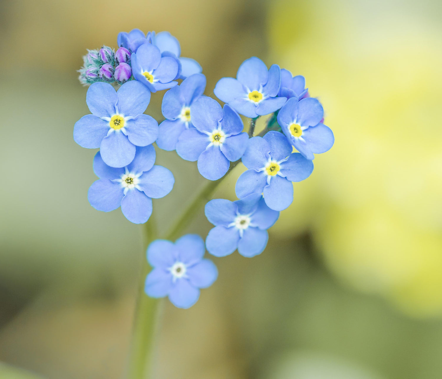 Forget Me Not Seeds - Blue