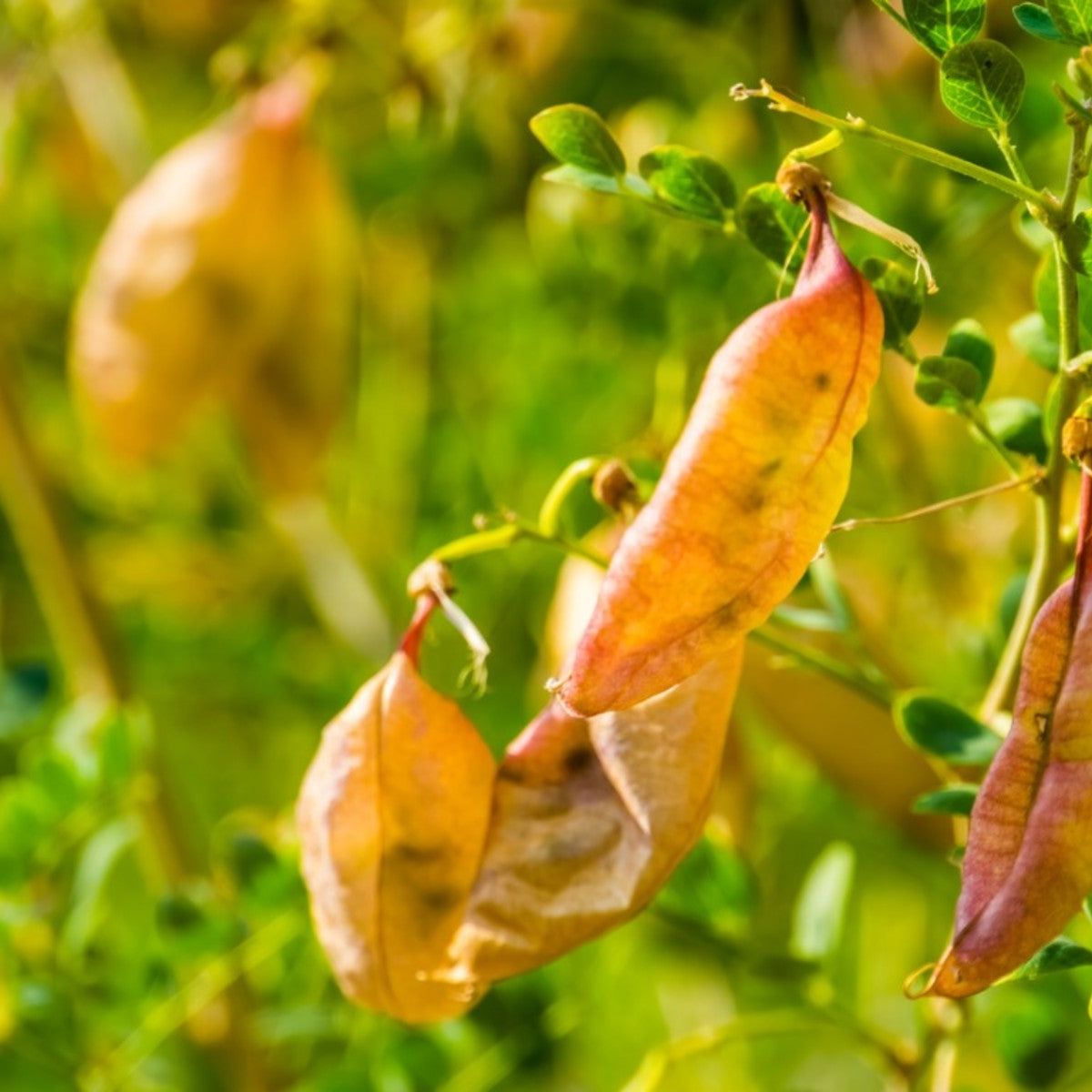 Bladder Senna Bush Plant Seeds for Ornamental and Medicinal Use – Fresh Herb for Your Garden