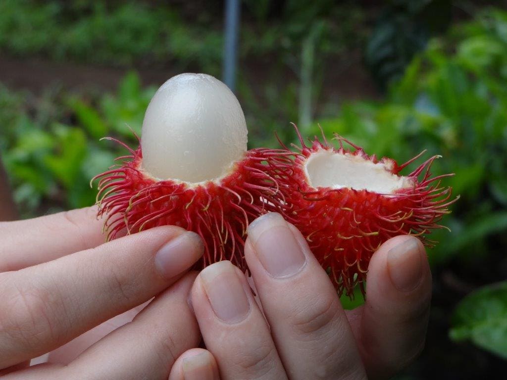 Mamin Chino (Pouteria campechiana) Seeds