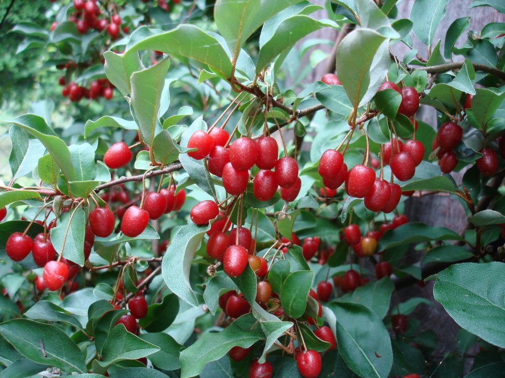 Goumi (Elaeagnus multiflora)