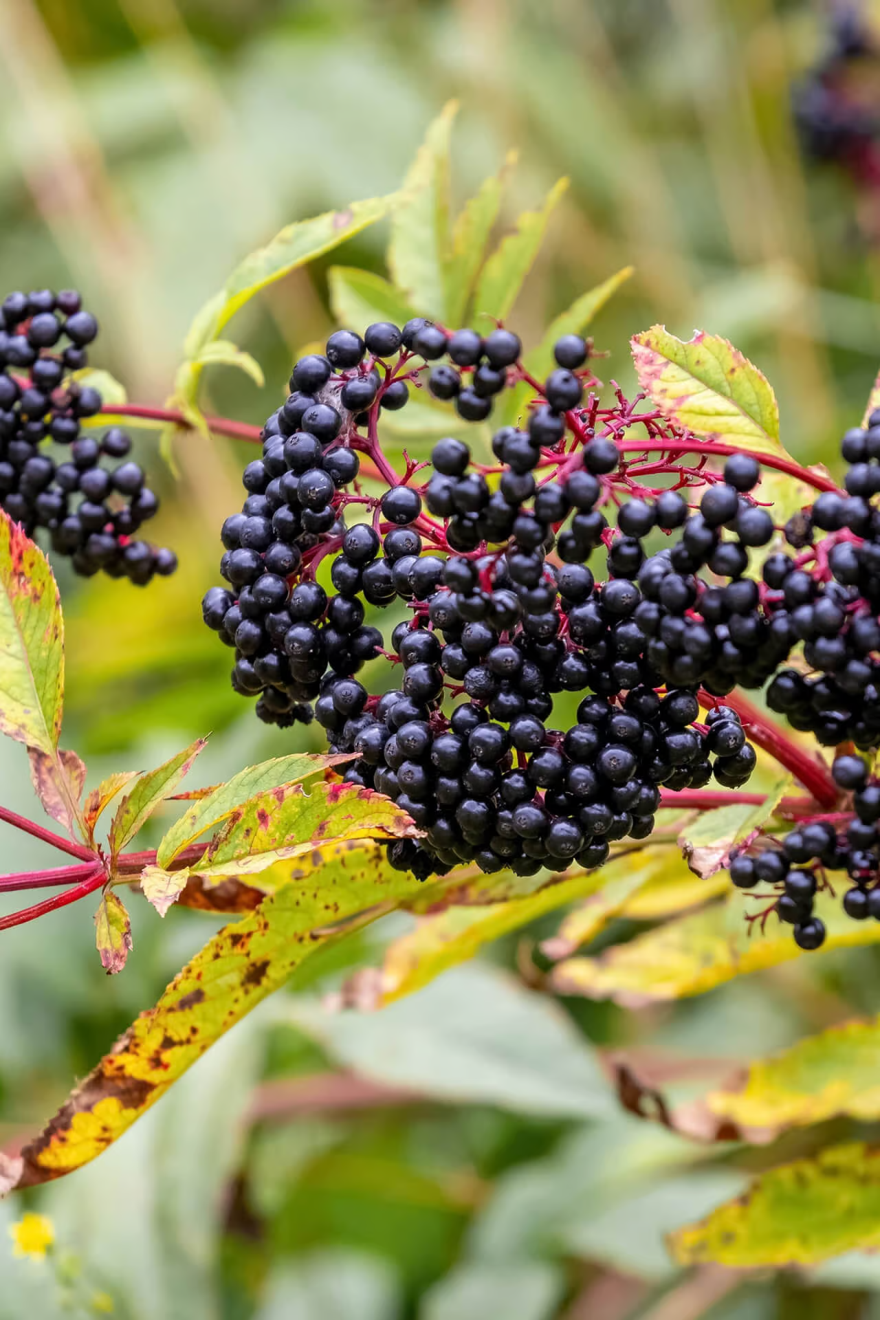 Elderberry (Sambucus nigra)