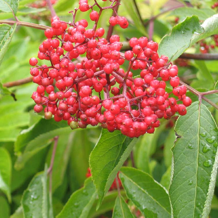 Elderberry plant seeds red elderberry variety for landscape use