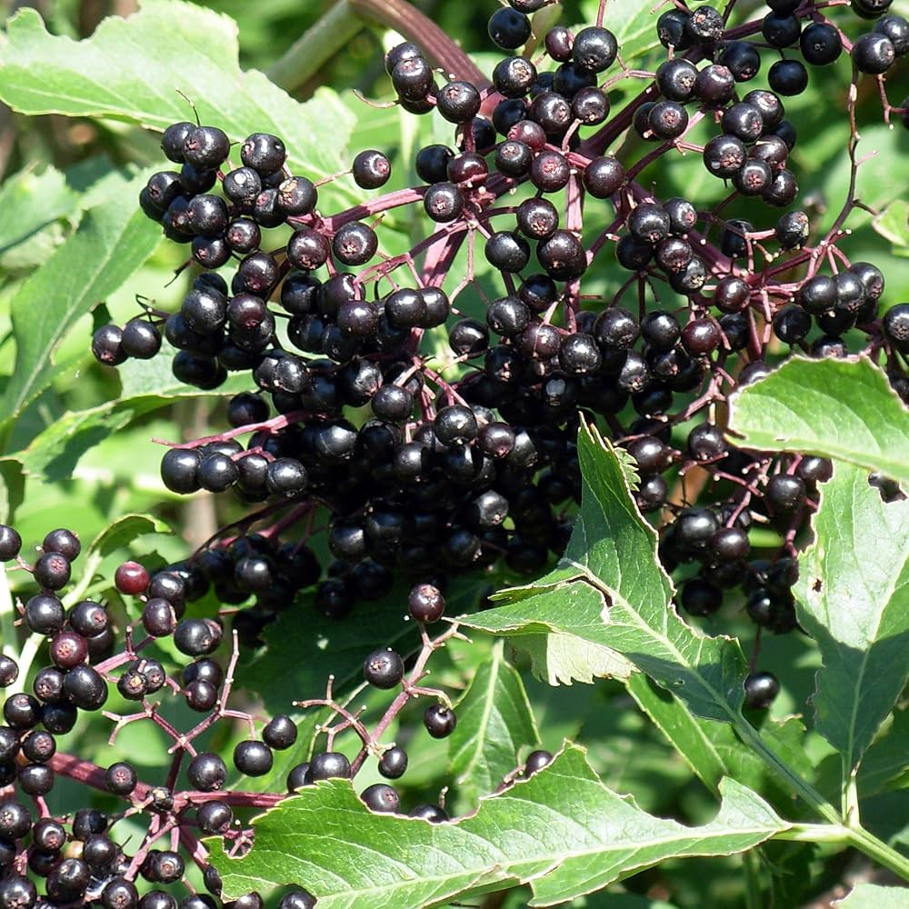 Elderberry Sambucus Nigra premium seeds for planting