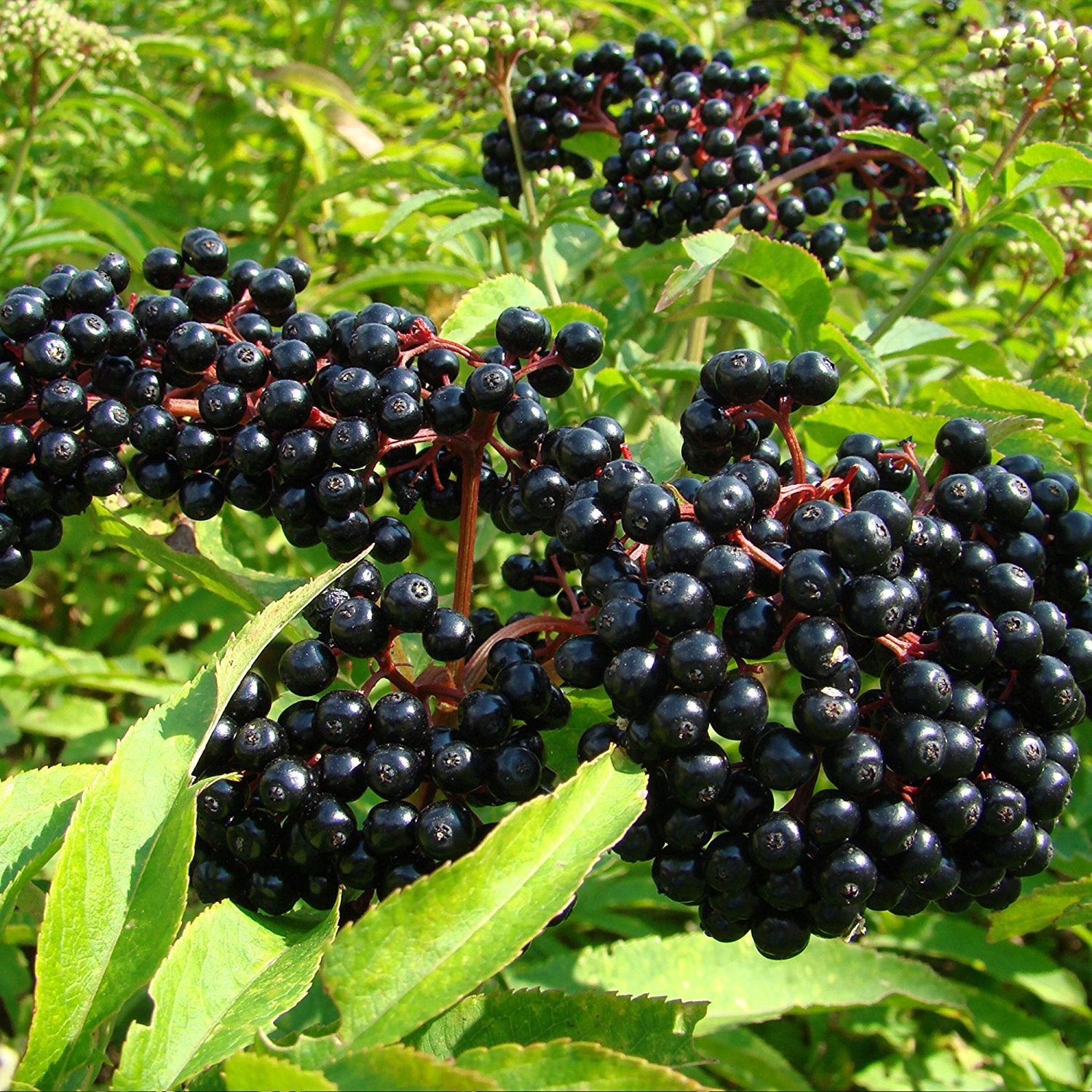 Elderberry seedlings growing from Sambucus Nigra seeds