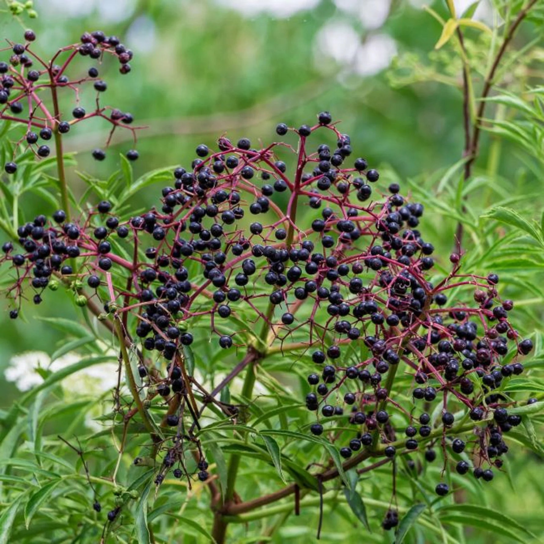 Elderberry seeds germination process in nursery tray