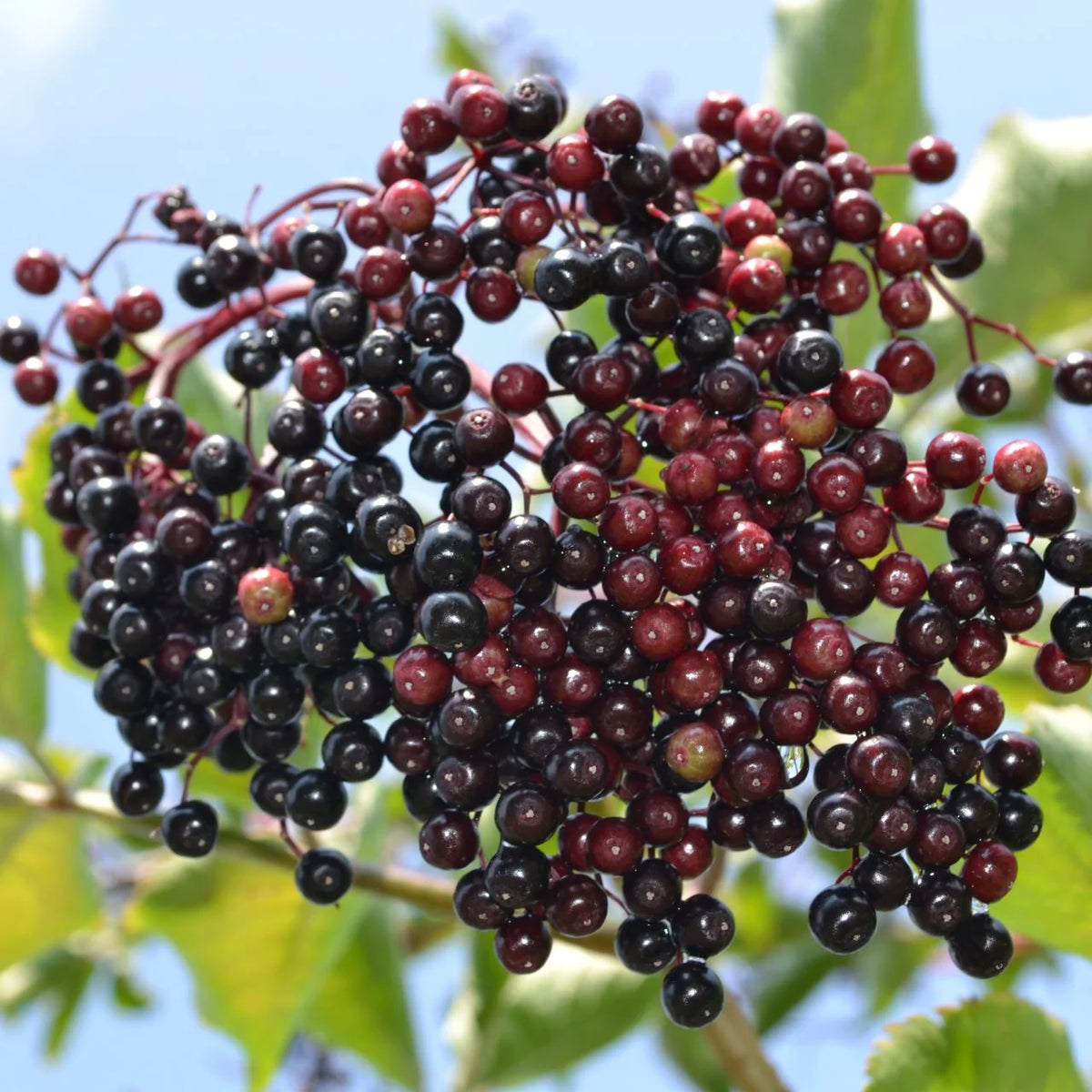 Elderberry seeds with high germination rate
