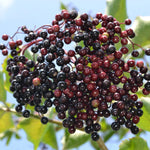 Elderberry seeds with high germination rate