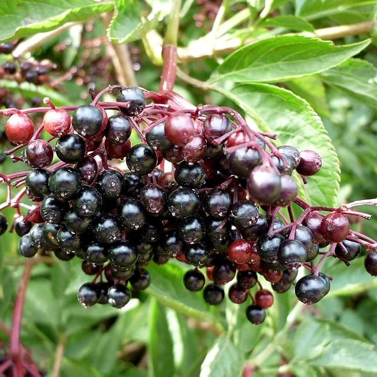 Non GMO elderberry seeds for planting at home