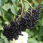 Elderberry shrub in landscape garden planting