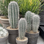 Elephant cactus succulent seeds for desert landscape gardening
