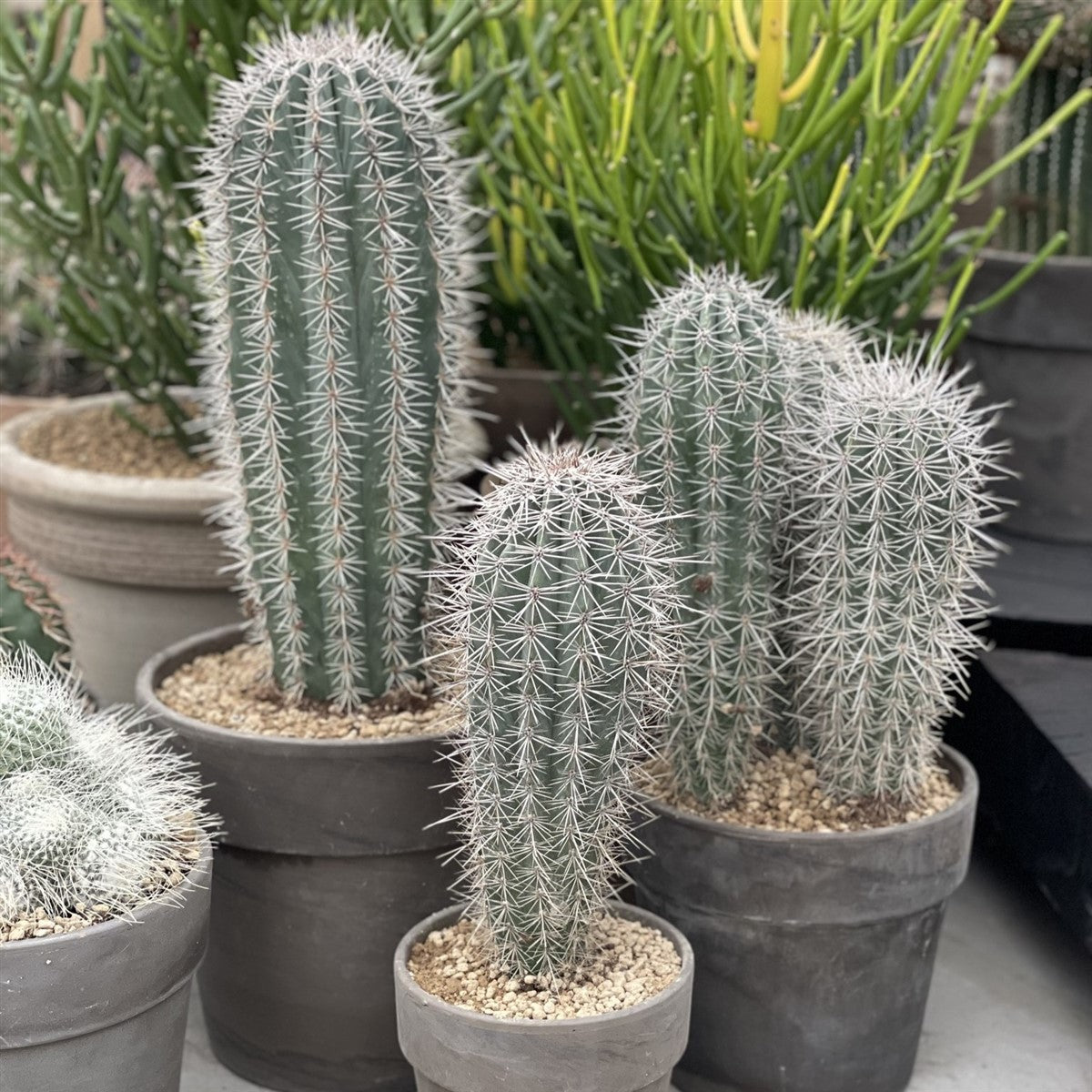 Elephant cactus succulent seeds for desert landscape gardening