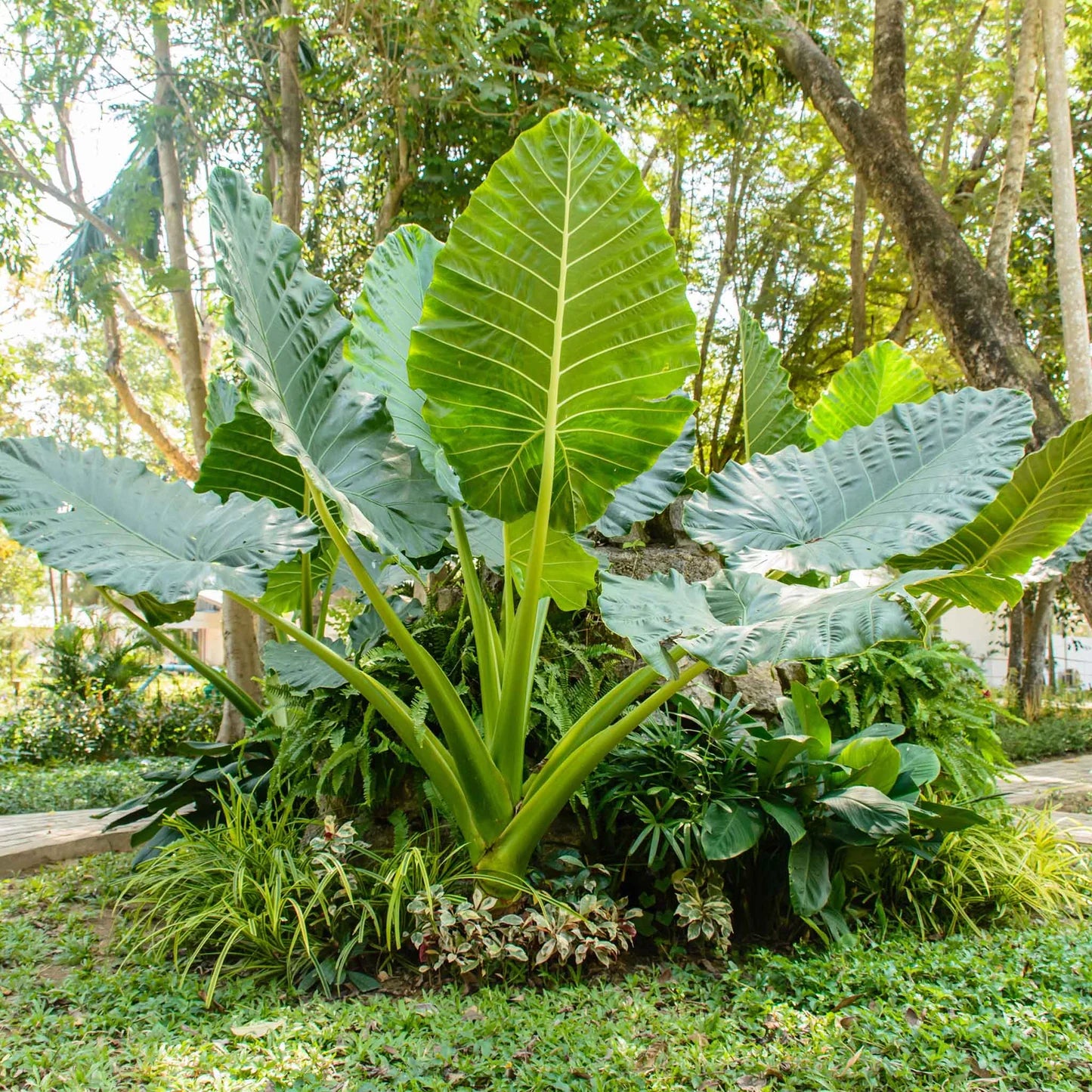 Elephant Ear Seeds - Jumbo