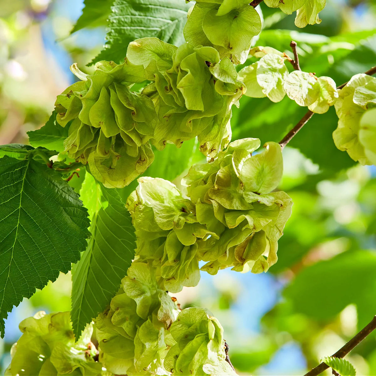 Shade tree seeds for landscaping and home garden planting
