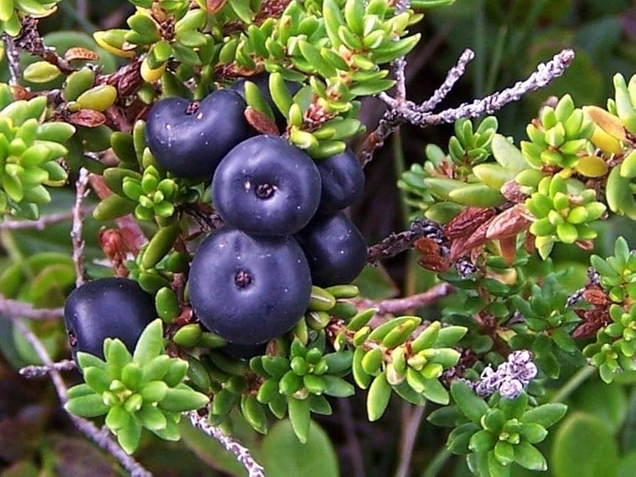 Empetrum nigrum seeds for cold climate gardens
