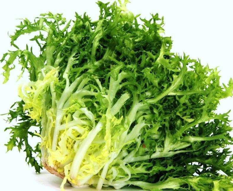 Endive Zheltoye Serdtse Cichorium endivia vegetable seeds for planting in kitchen garden or backyard garden