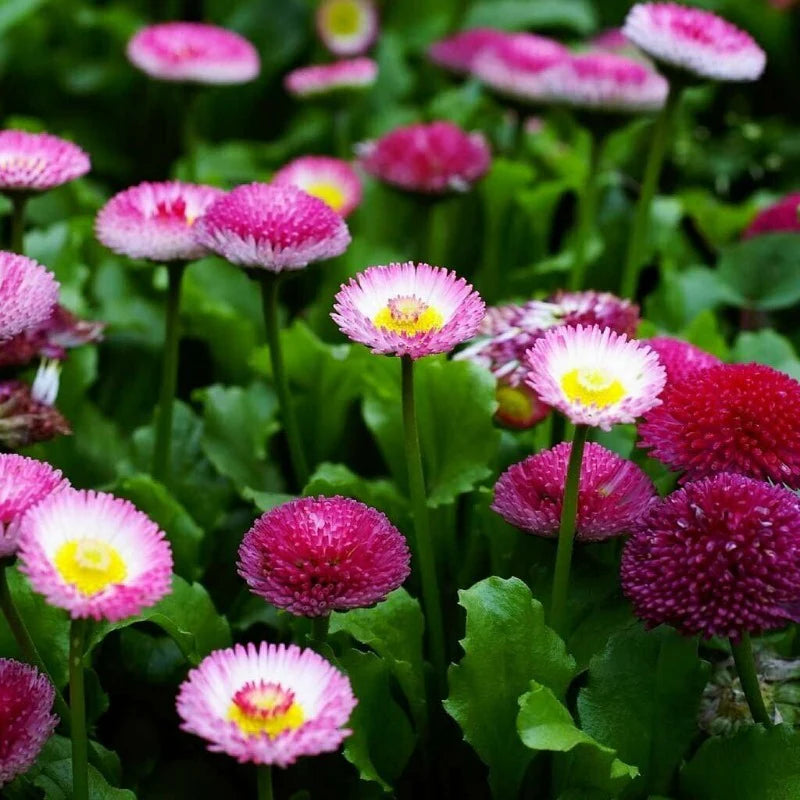 Rainbow Daisy Bellis Perennis, Flowering Seeds For Planting