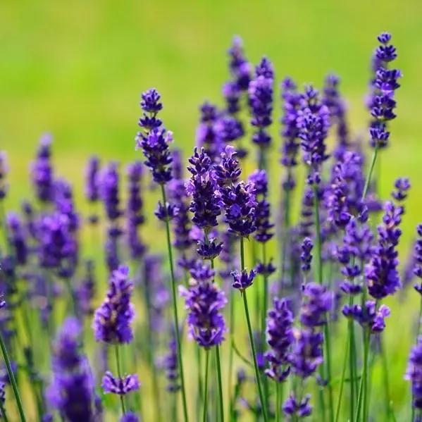 Lavanda Flower Seeds for Planting - NON GMO Seeds Dhara Seeds
