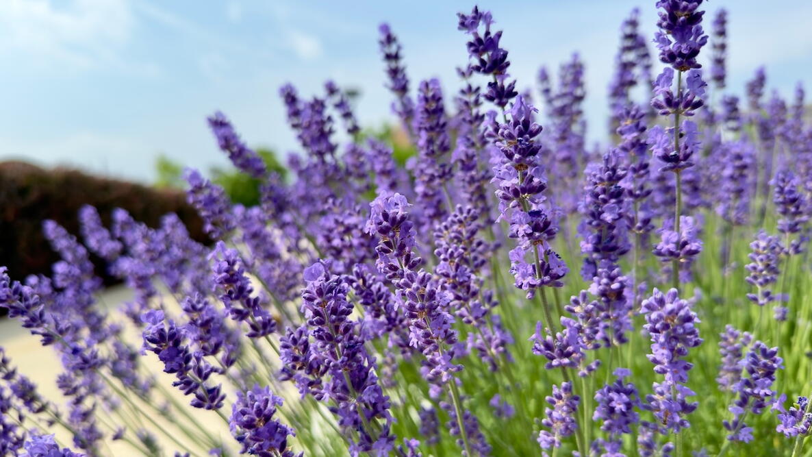 Herb English Lavender (Lavandula angustifolia) - Seeds for Aromatic and Culinary Use
