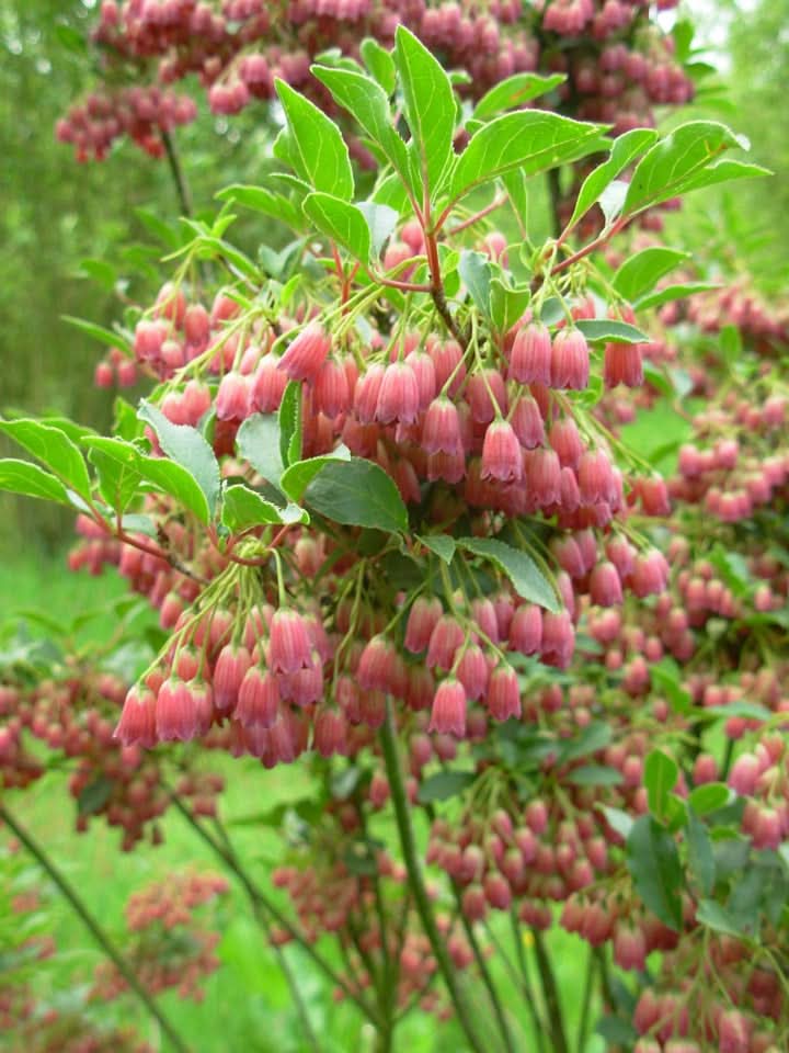Enkianthus Campanulatus Flower Seeds for Planting – Elegant Bell-Shaped Blooms for Ornamental Gardens