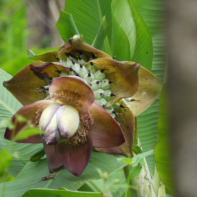 Ensete seeds for gardening tropical landscape plant