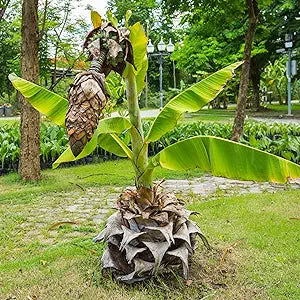 Ensete Superbum banana seeds for planting rare ornamental tropical plant