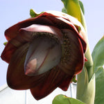 Ensete Superbum seed pack non GMO tropical seeds