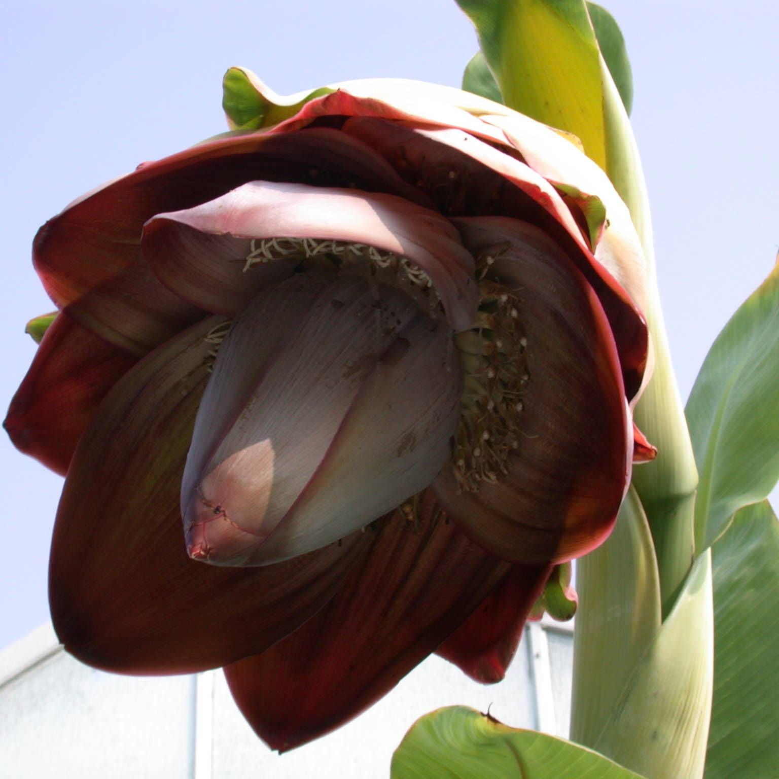 Ensete Superbum seed pack non GMO tropical seeds