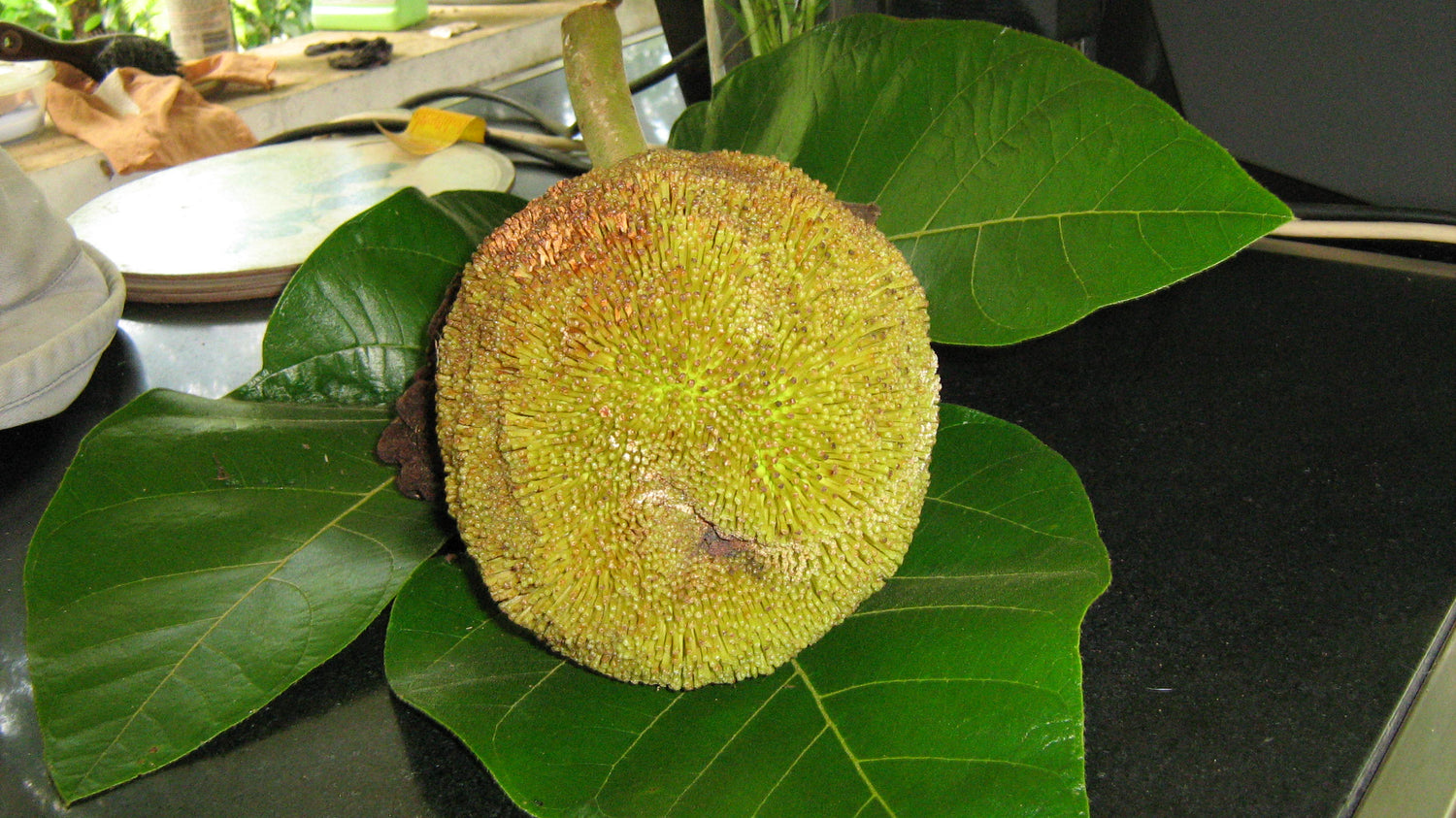 Entawak (Artocarpus anisophyllus)