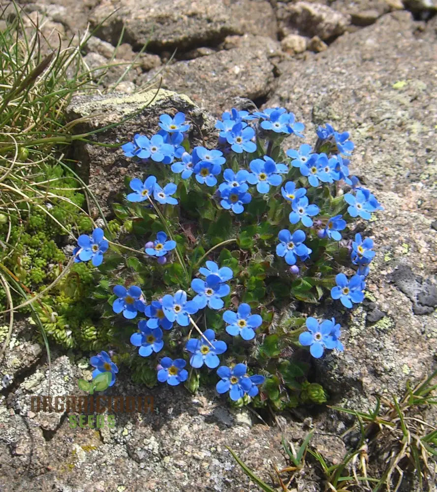Alpenblumensamen for planting in alpine garden
