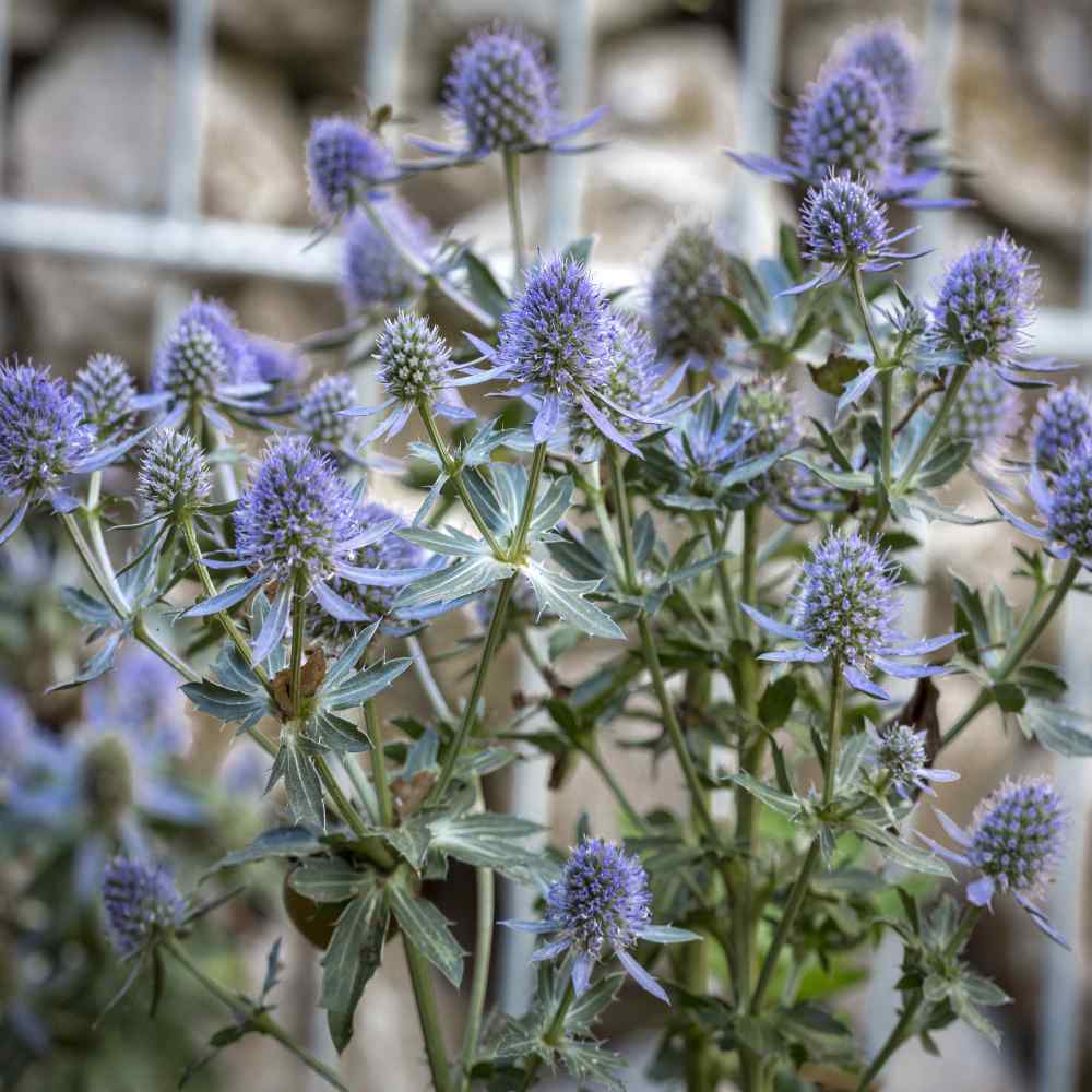 Eryngium Planum Sea Holly Perennial Plant Seeds