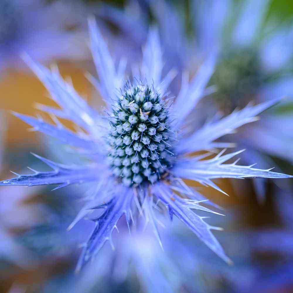 Eryngium Planum Sea Holly Perennial Plant Seeds