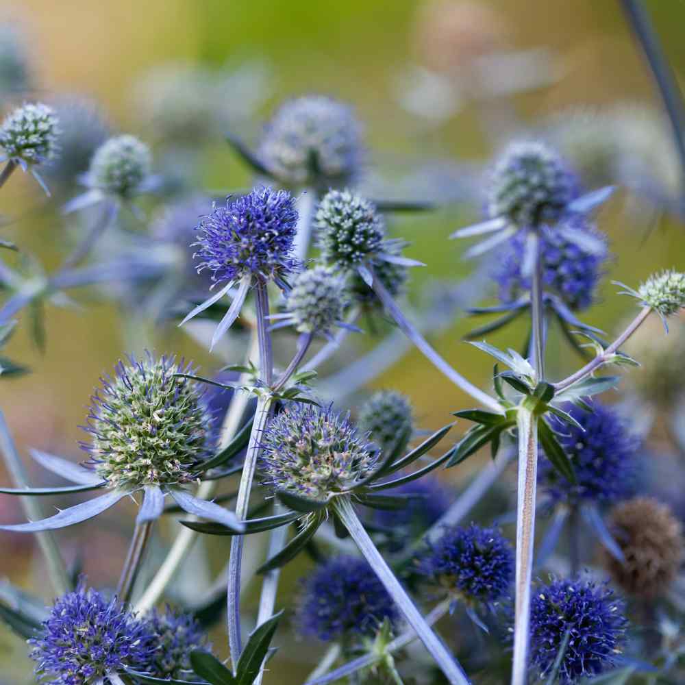 Eryngium Planum Sea Holly Perennial Plant Seeds