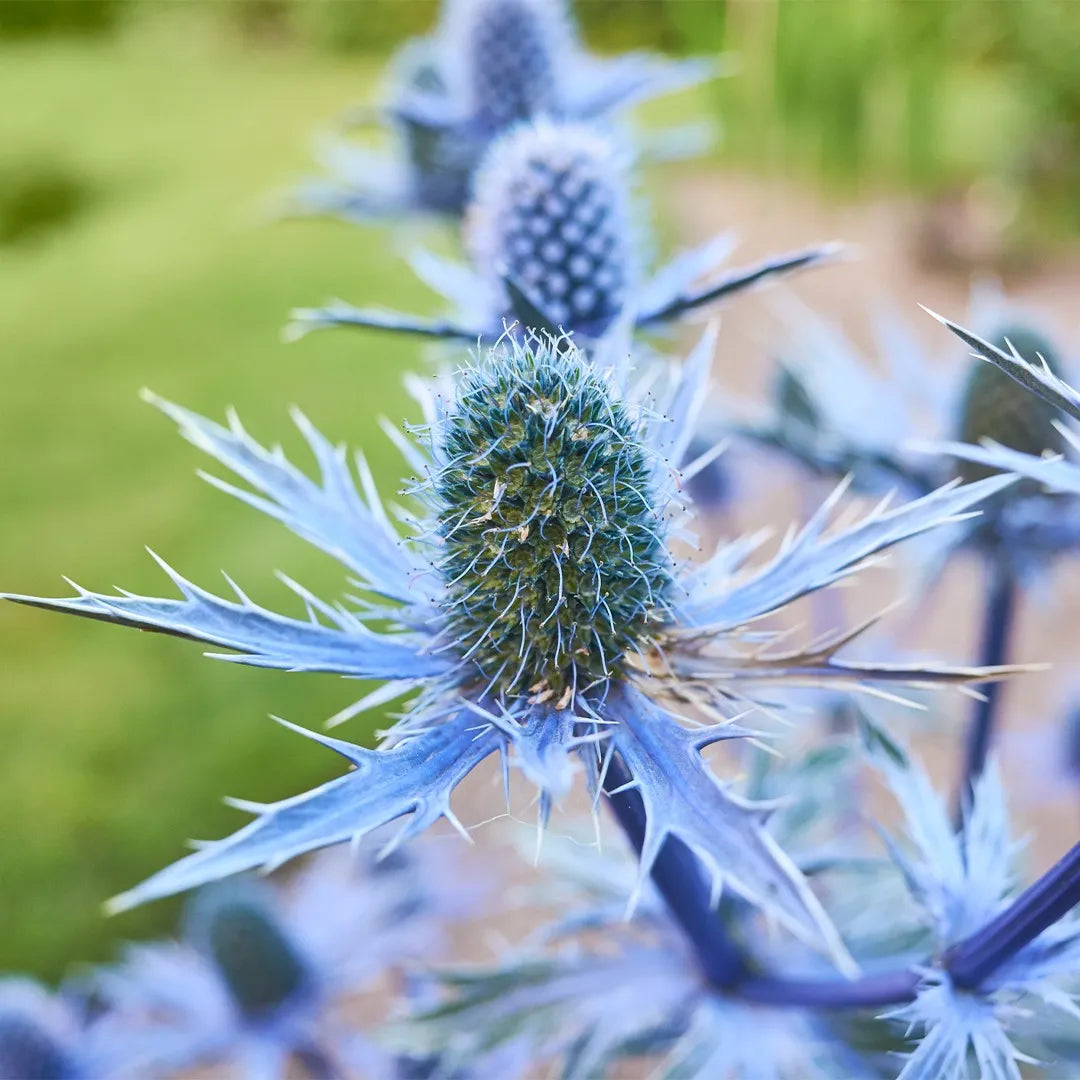 Eryngo ornamental plant garden border