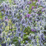 Eryngo plant growing in outdoor container