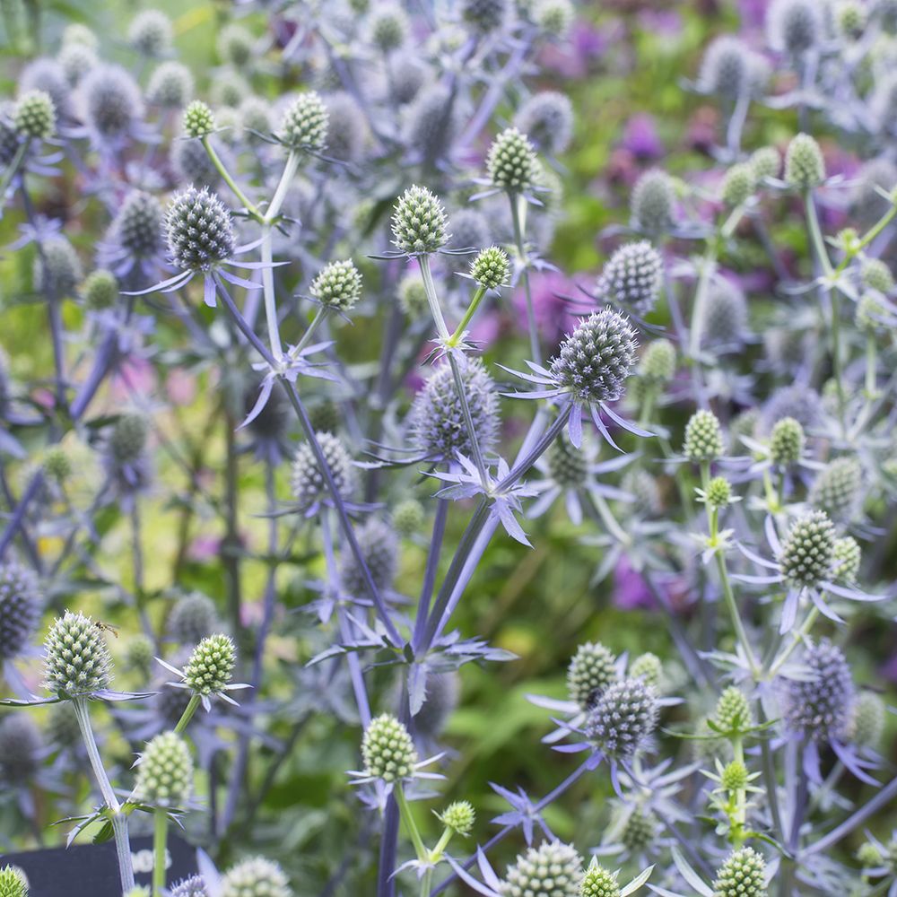 Eryngo plant growing in outdoor container