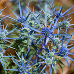 Eryngo seedlings growing in nursery