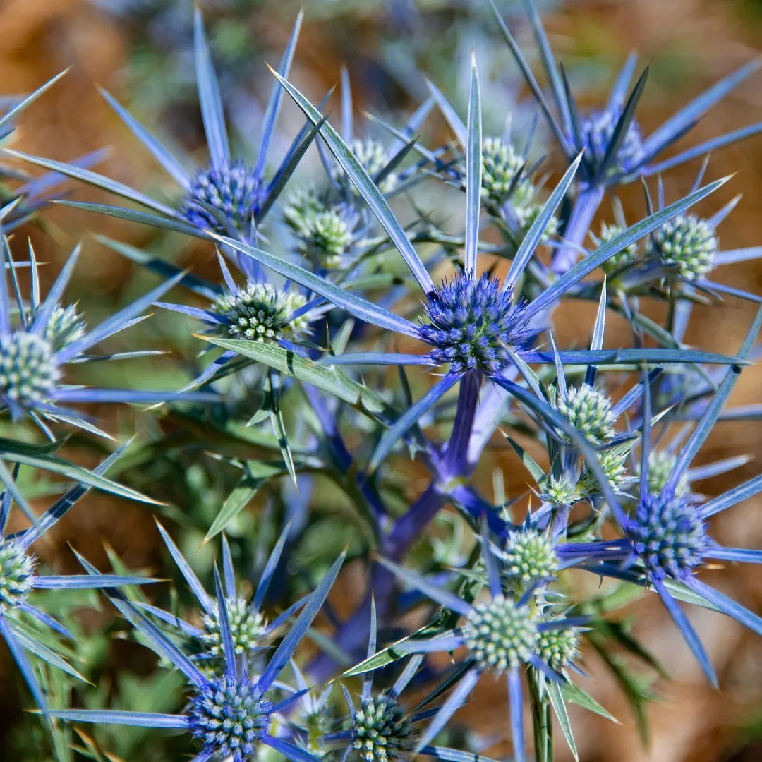 Eryngo seedlings growing in nursery