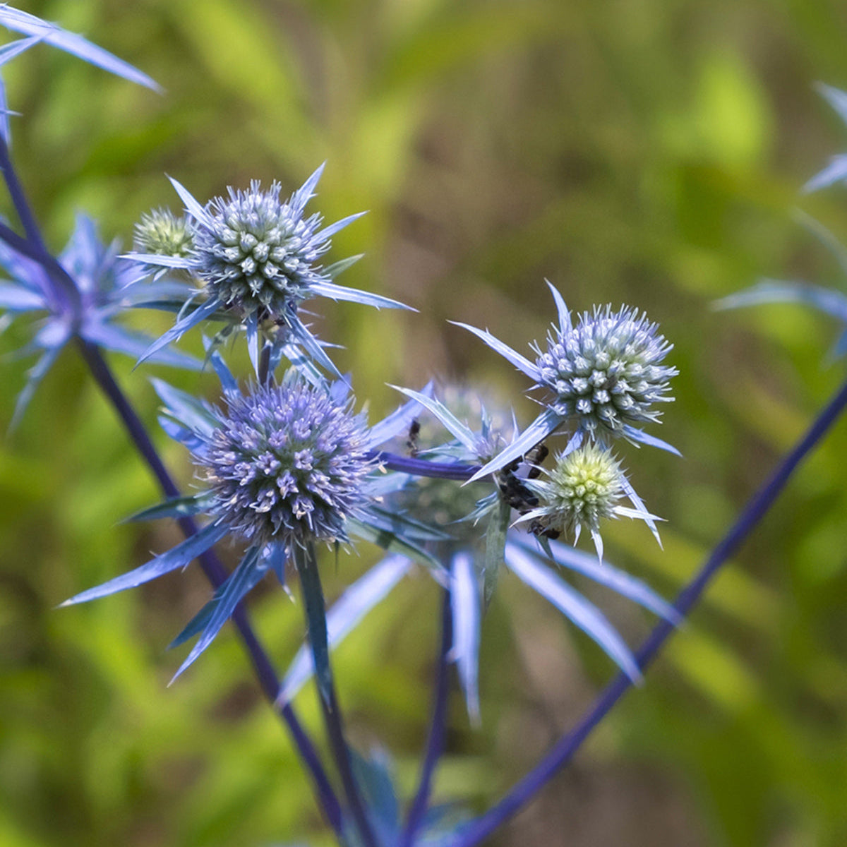 Eryngo seeds sea holly seeds for home garden planting