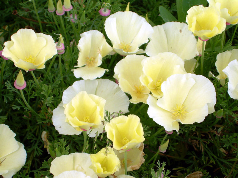 California Poppy Seeds - Alba